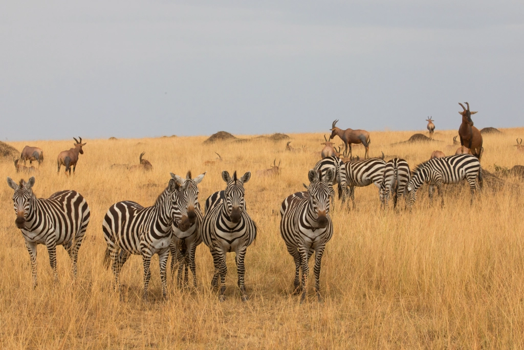 5-days-rwanda-safari-3