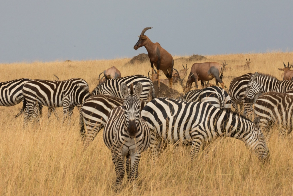 5-days-rwanda-safari-5