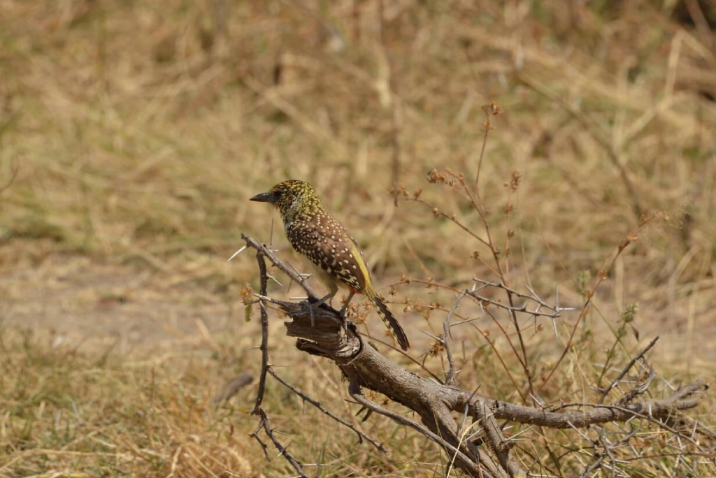 7-days-tanzania-safari-11