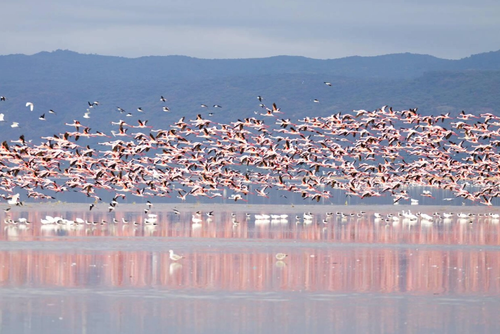 7-days-tanzania-safari-12