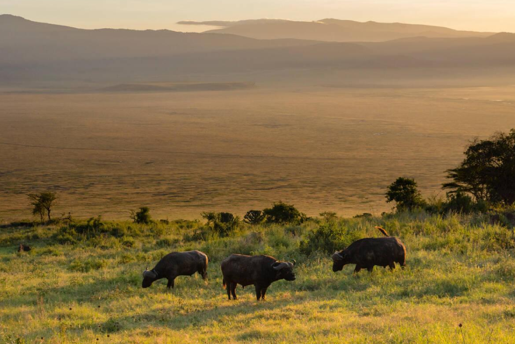 7-days-tanzania-safari-14