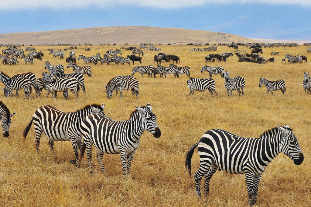 7-days-tanzania-safari-15