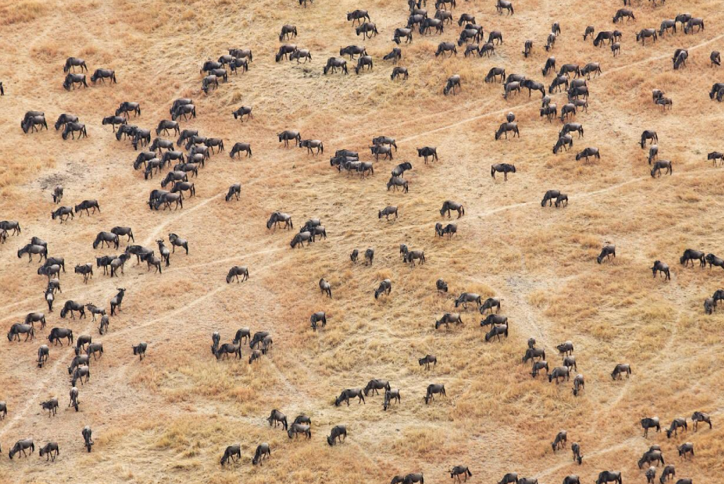 7-days-tanzania-safari-19