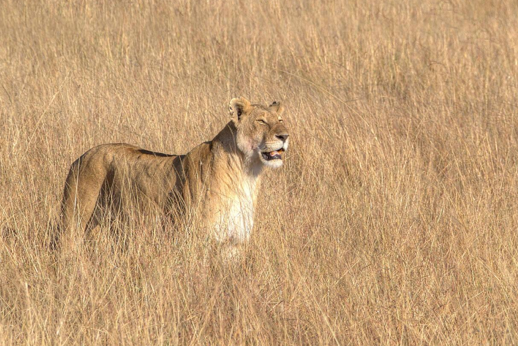 7-days-tanzania-safari-3