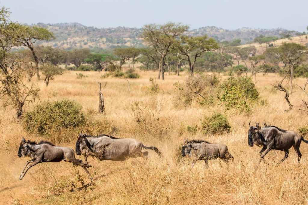 7-days-tanzania-safari-4