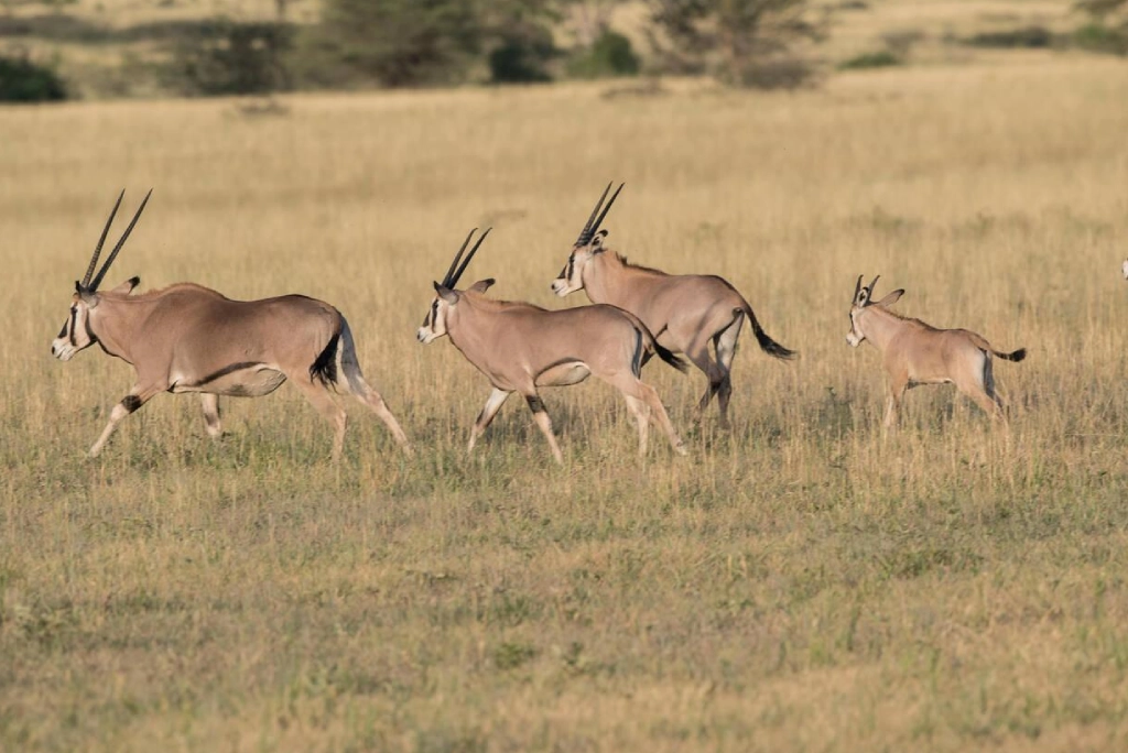 7-days-tanzania-safari-5