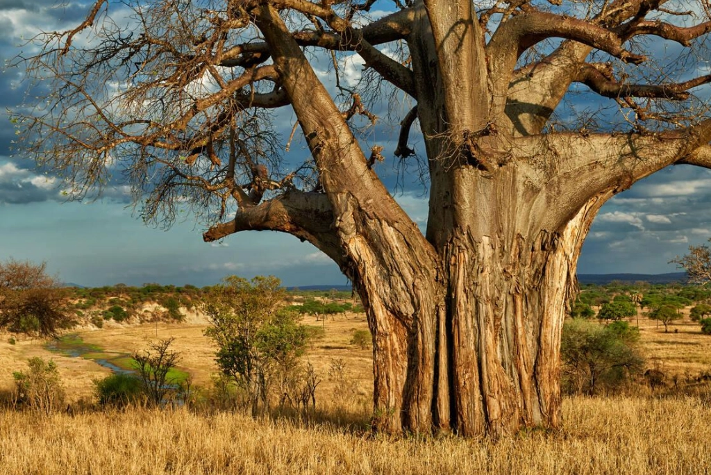 7-days-tanzania-safari-6
