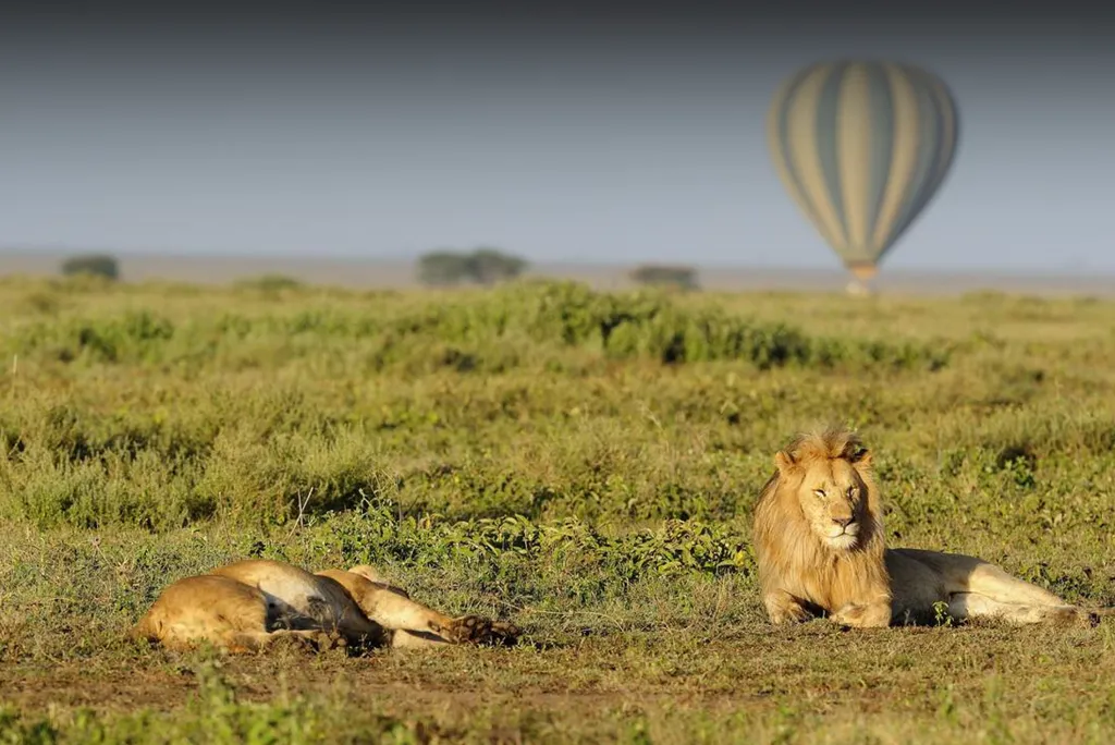 Hot Air Balloon Safari