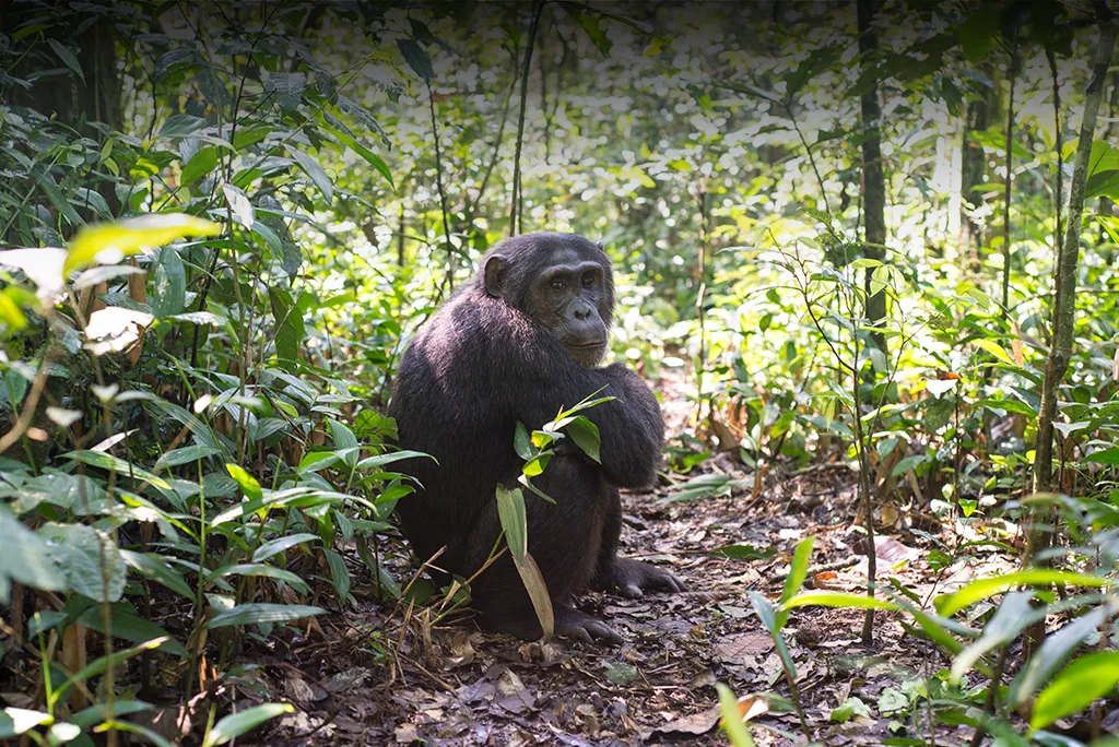 Chimpanzee Tracking