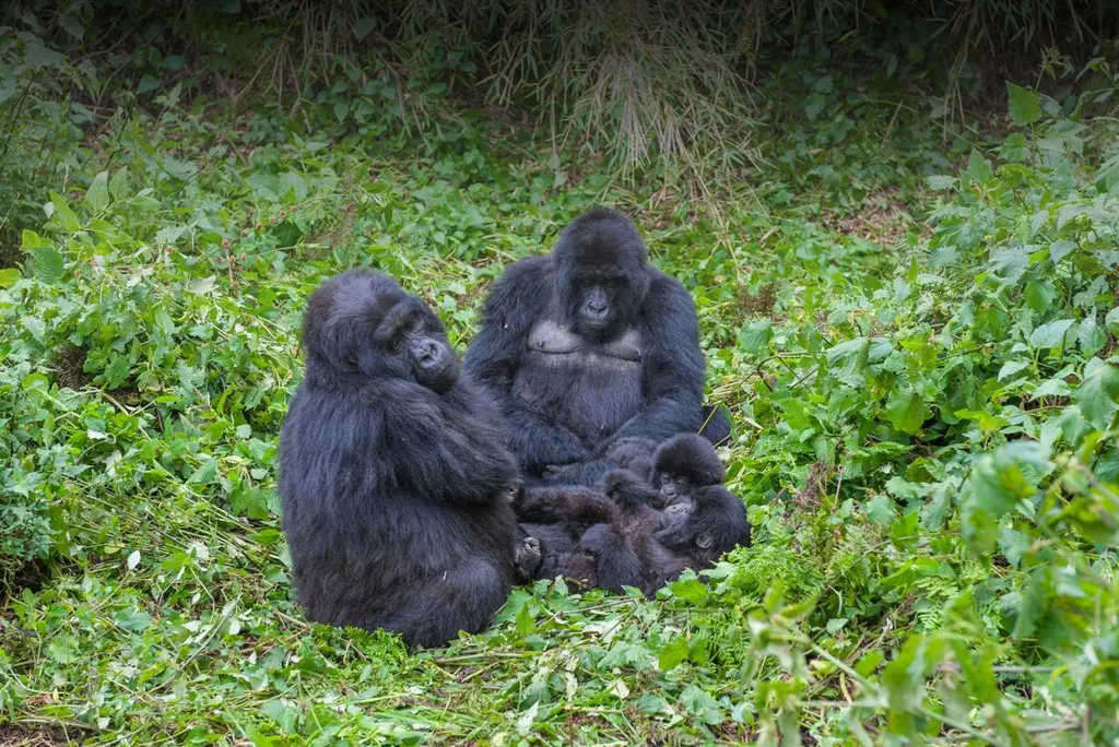 Volcanoes National Park