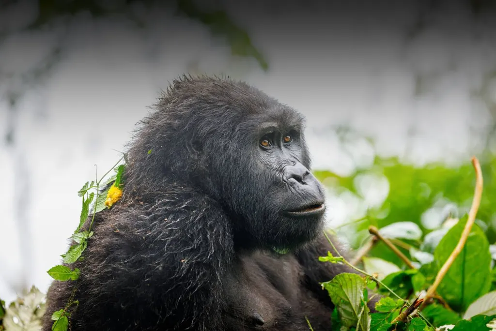 Bes Time To Visit Bwindi Impenetrable National Park