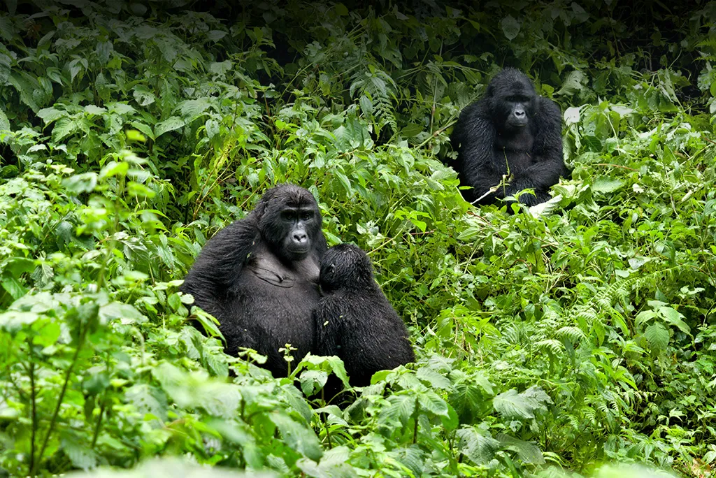 Gorilla Tracking Adventure