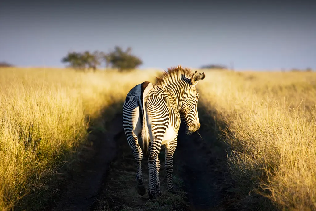 Kenya Safari Destinations