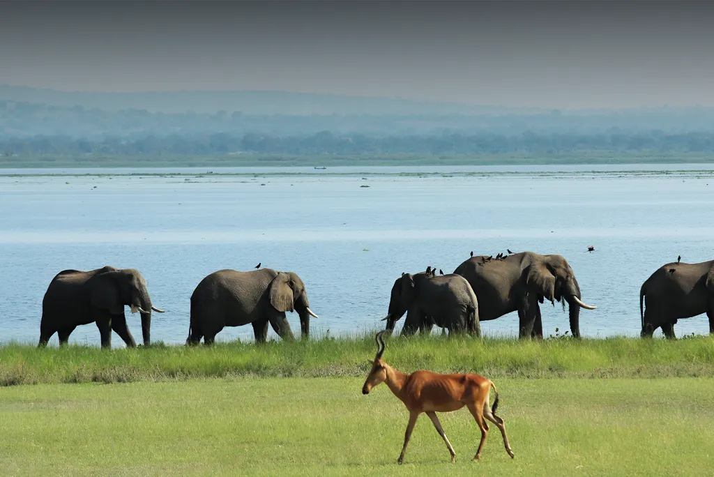 Murchison Falls National Park Safari