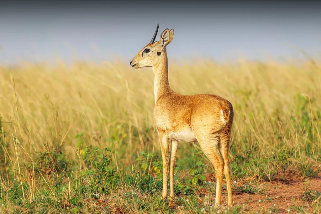 Uganda Safari Destinations