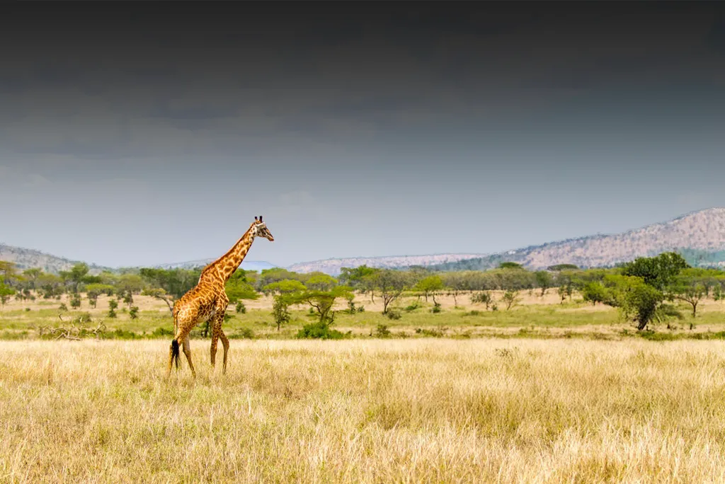 Tanzania Safari Destinations