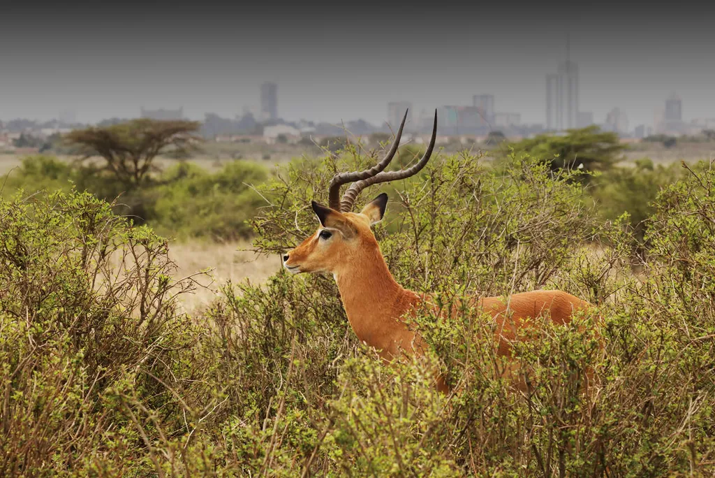 Nairobi National Park Safari