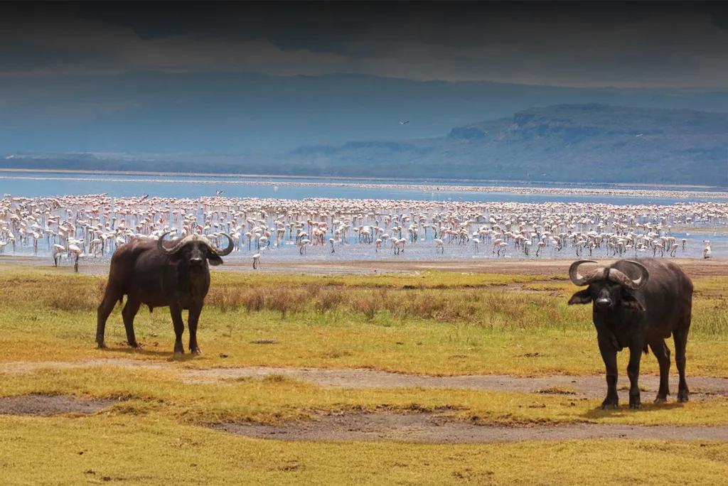 Lake Nakuru Attractions