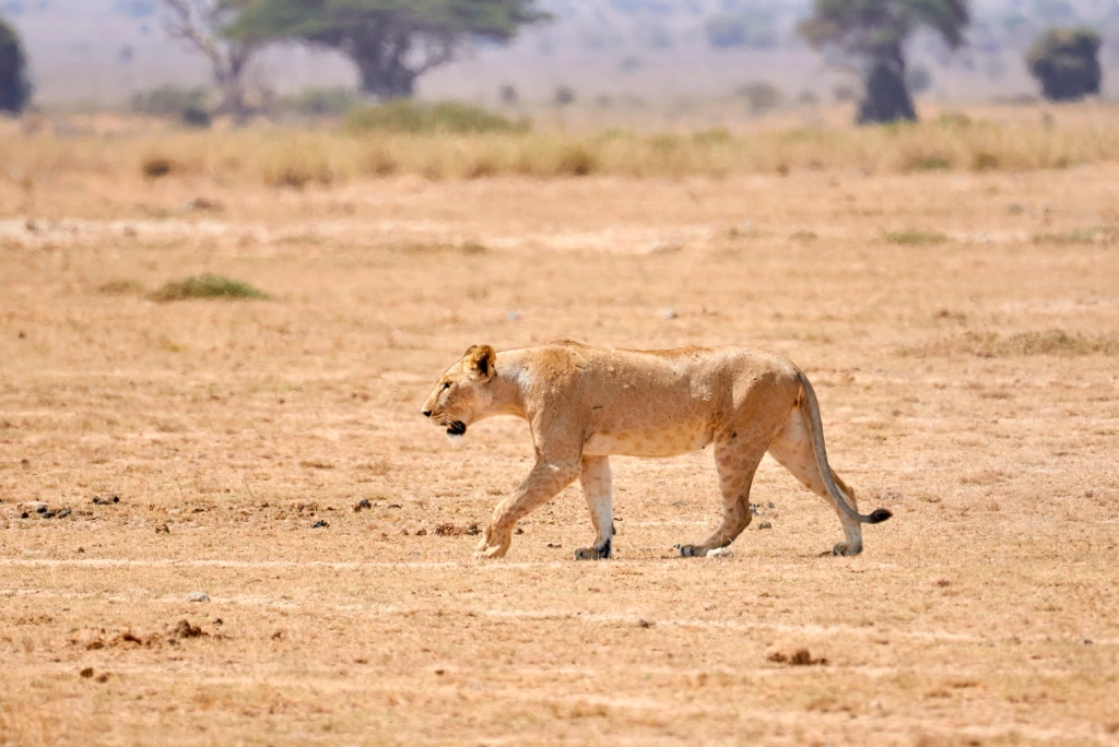 Amboseli National Park Safari