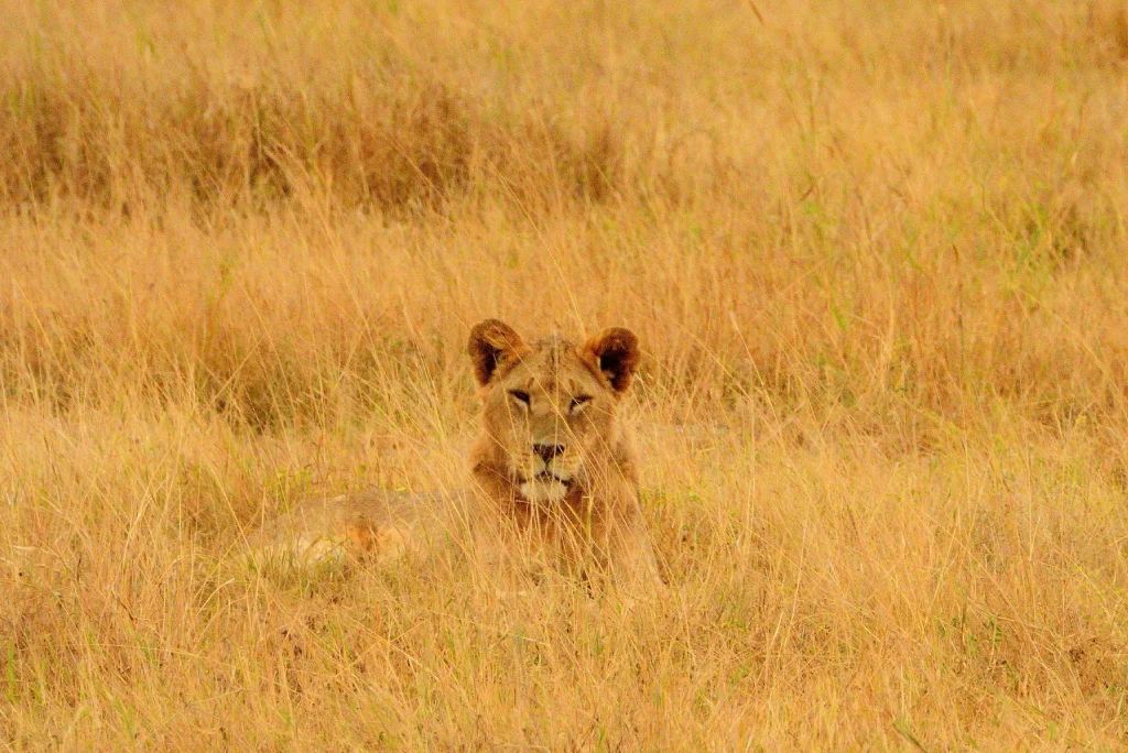 Amboseli National Park Wildlife