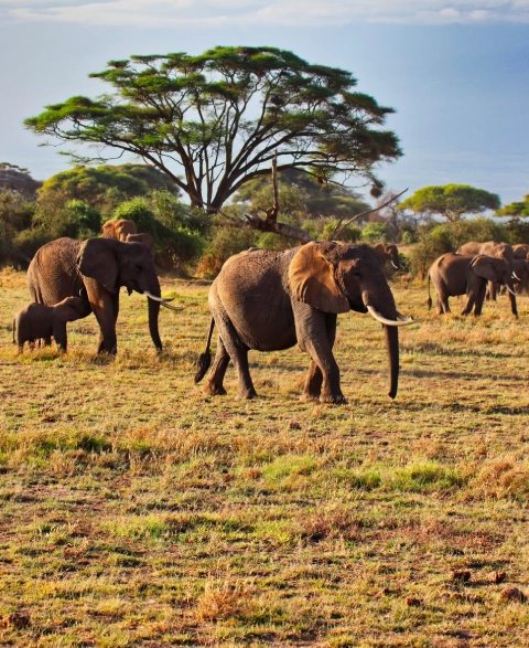 Best Time To Visit Amboseli