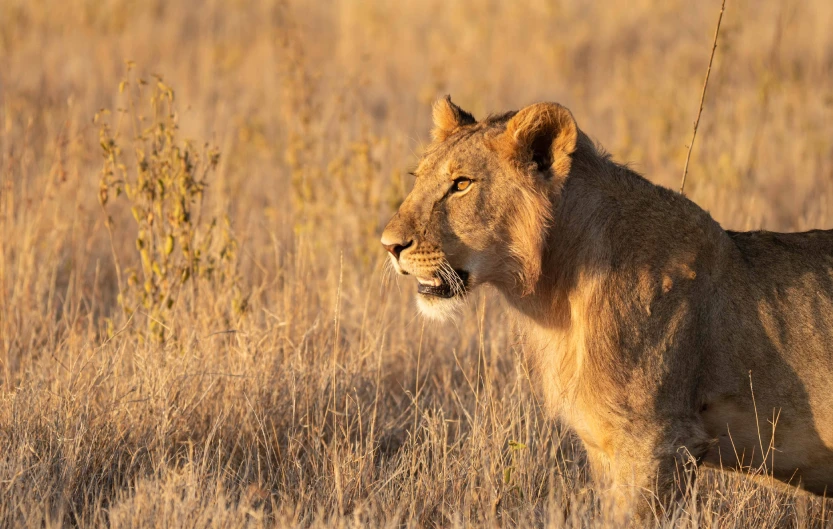 Best Time to Travel to Tanzania Wildlife