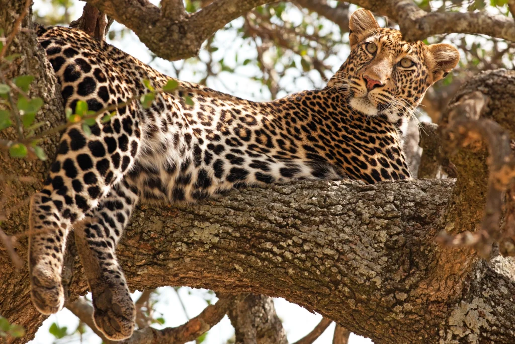 Big Five animals Tanzania