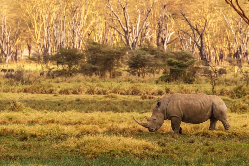 Lake Nakuru National Park safari