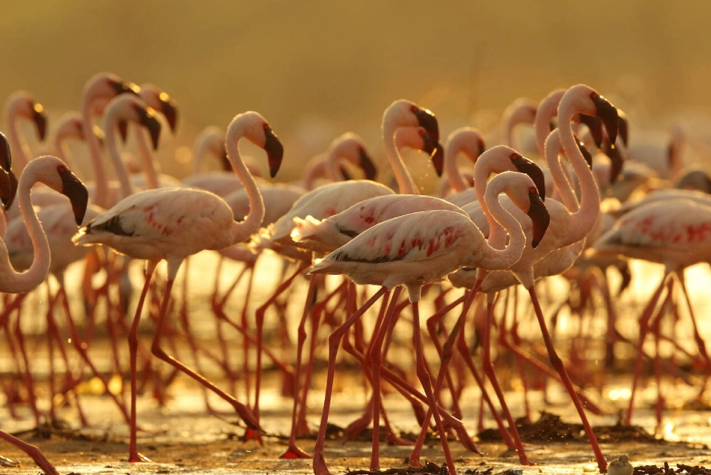 Lake Nakuru National Park Attraction