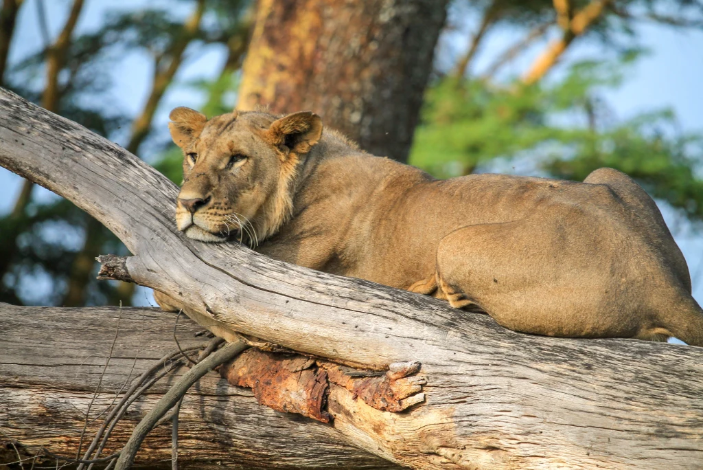 Lake Nakuru National Park Wildlife