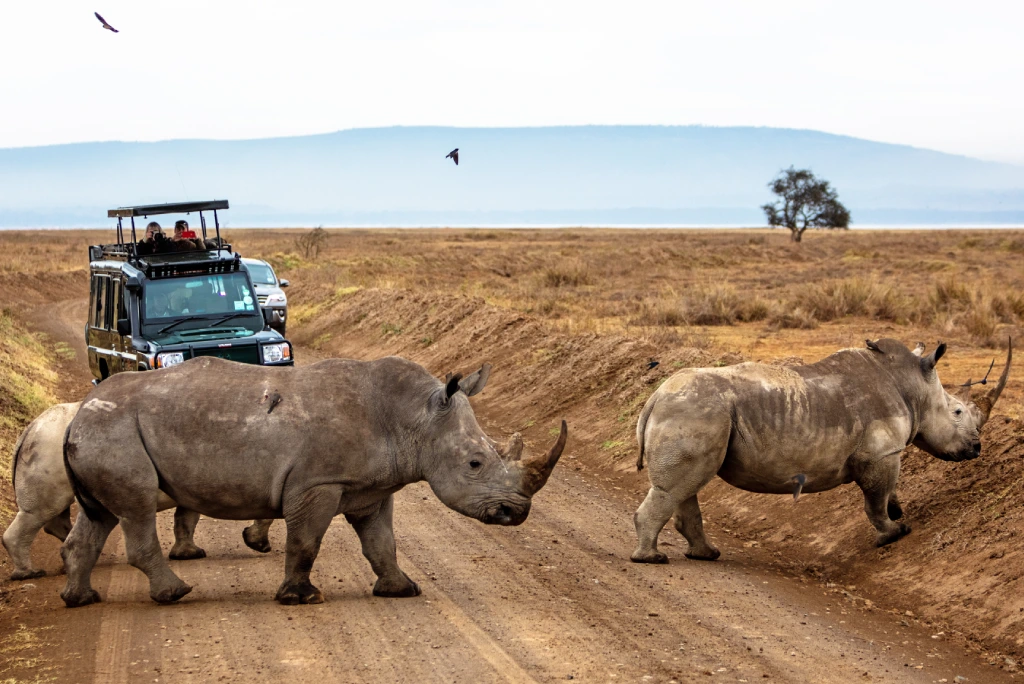 Lake Nakuru National Park tour