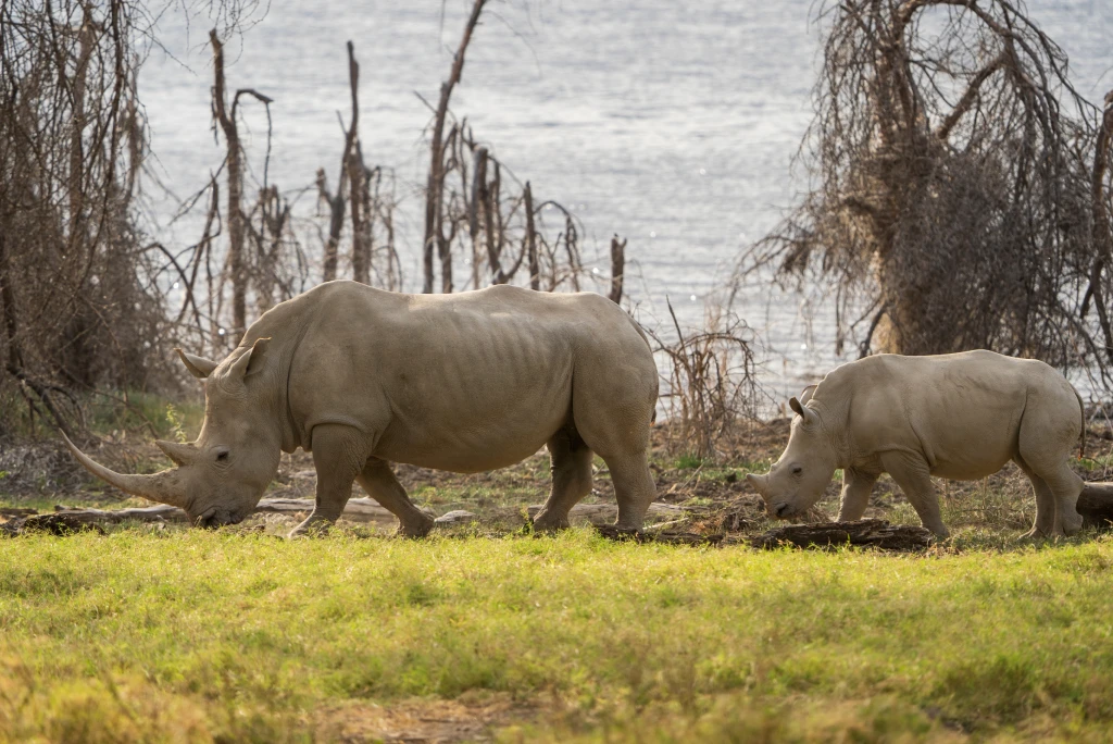 Lake Nakuru National Park Wildlife