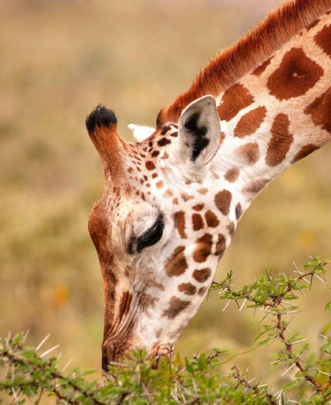 Best Time To Visit Lake Nakuru