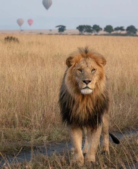 Masai Mara safari trips