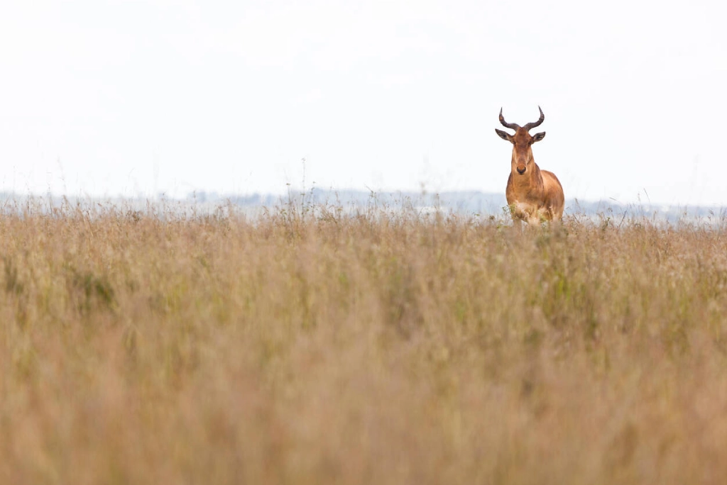 Nairobi National Park Tour