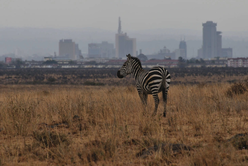 Nairobi National Park safari