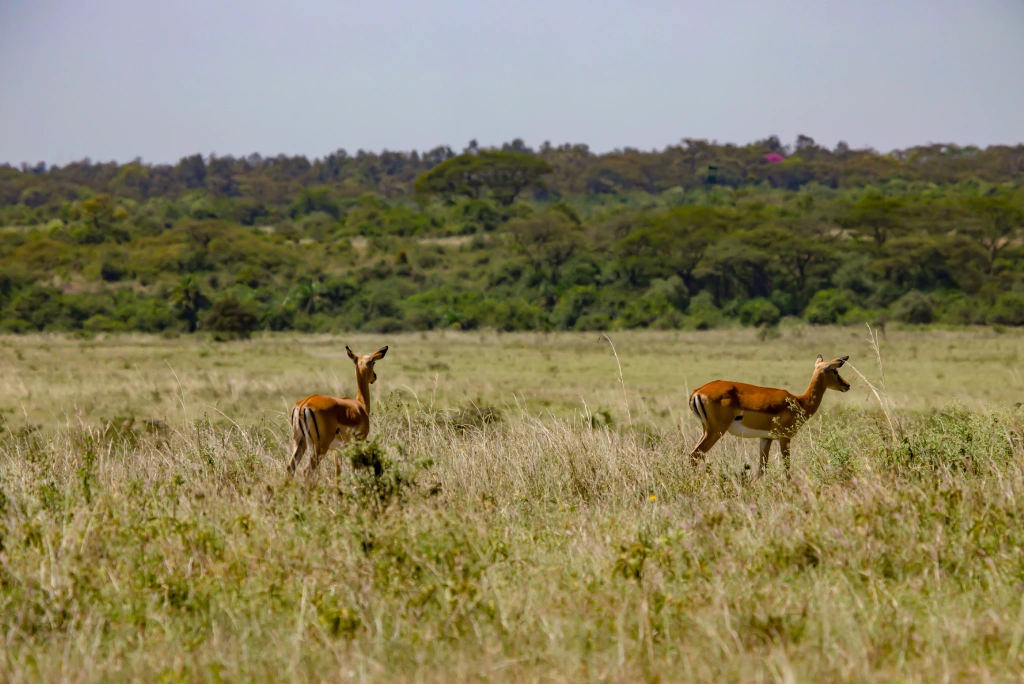 Nairobi National Park Attractions