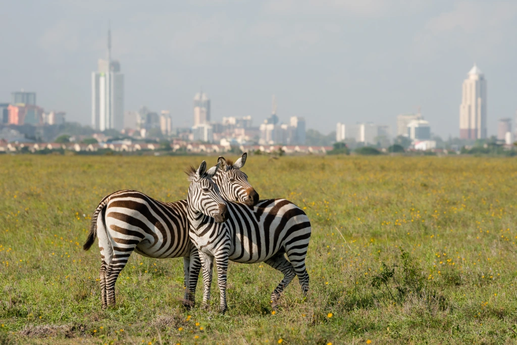 Nairobi National Park Safari
