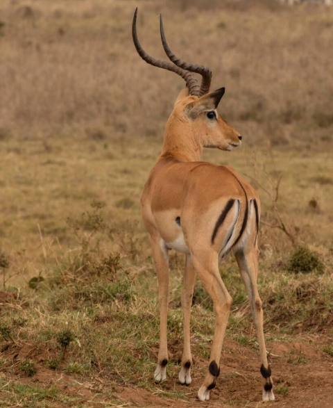 Best Time To Visit Nairobi