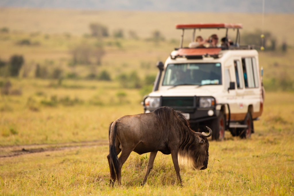 Tanzania wildlife photography
