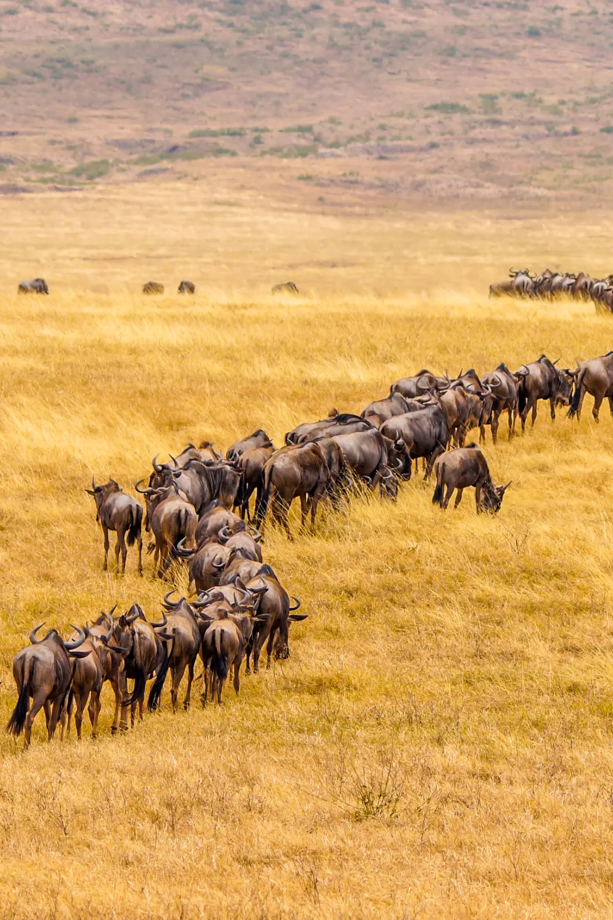Tanzania wildlife migration