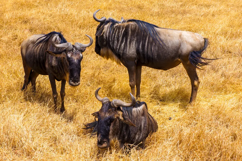Tanzania wildlife migration