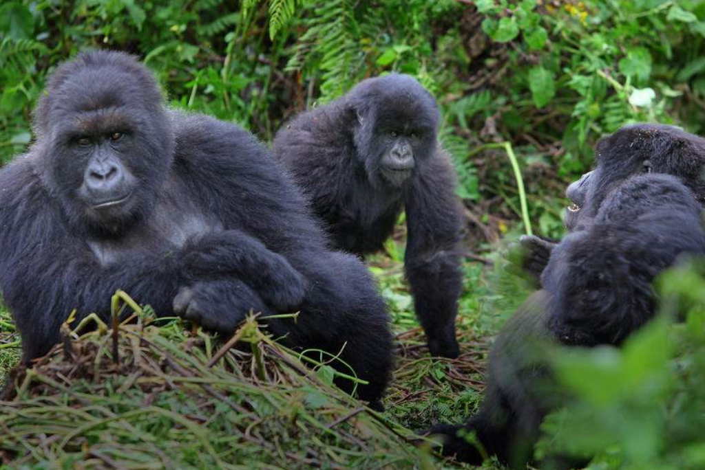 5-days-rwanda-gorilla-trekking-11