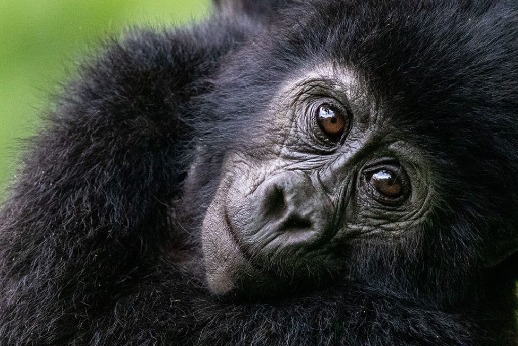 5-days-rwanda-gorilla-trekking-12
