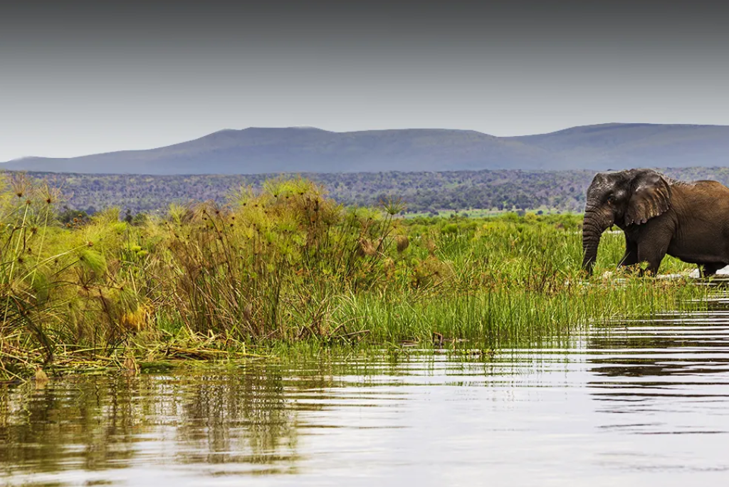 5-days-rwanda-gorilla-trekking-2