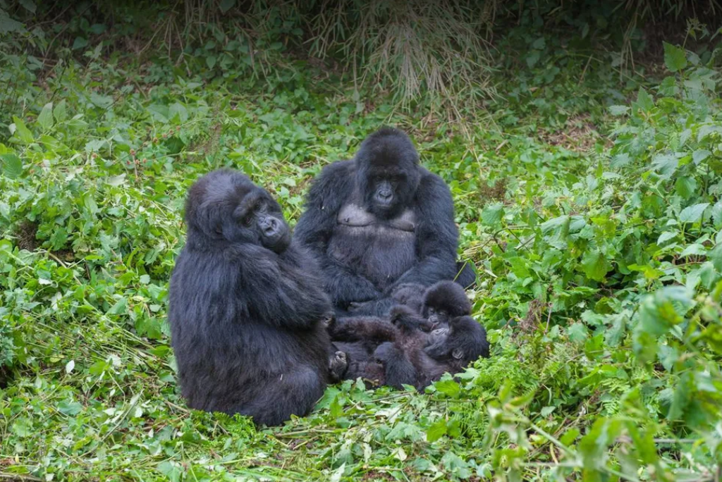 5-days-rwanda-gorilla-trekking-4