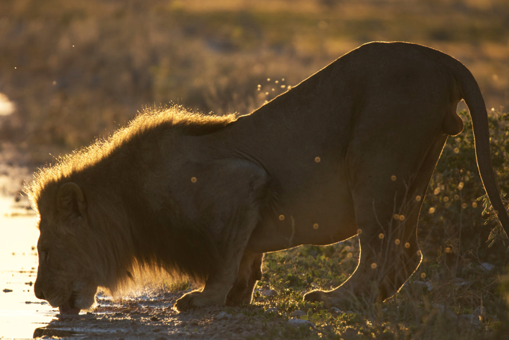 5-days-rwanda-gorilla-trekking-6