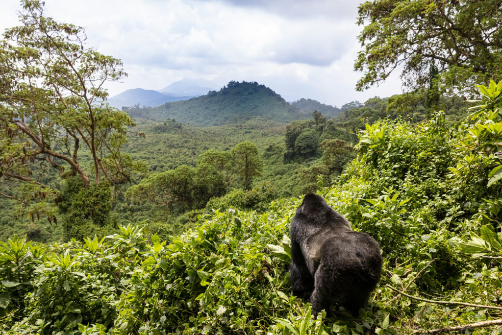 5-days-rwanda-gorilla-trekking-9