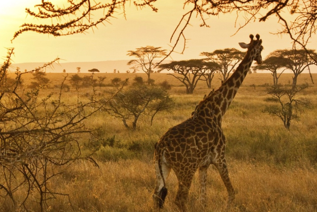 7-days-kenya-safari-12