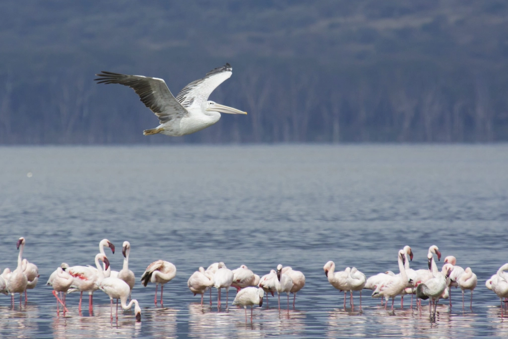 7-days-kenya-safari-13